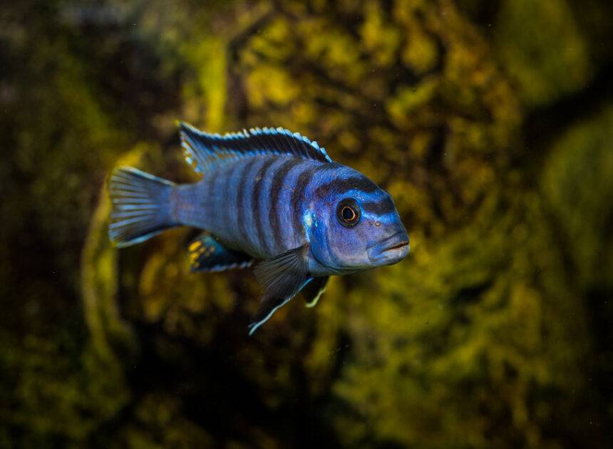 Peacock Fish Care Guide: Tank Setup, Diet & Tank Mates