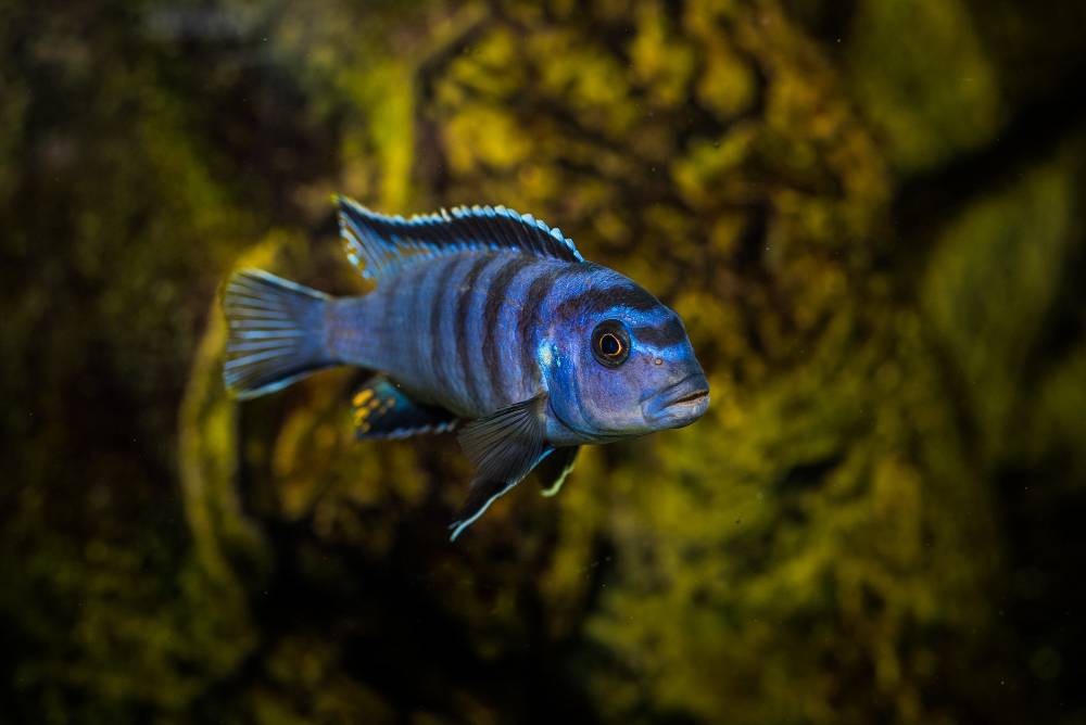 Peacock Fish Care Guide: Tank Setup, Diet & Tank Mates